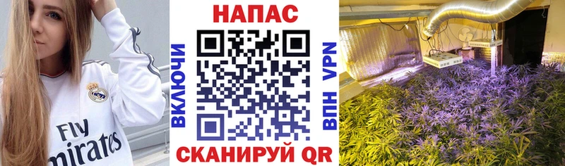 Шишки марихуана марихуана  Купить где  Кяхта 